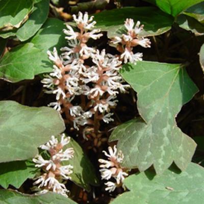 Pachysandra procumbens 6"