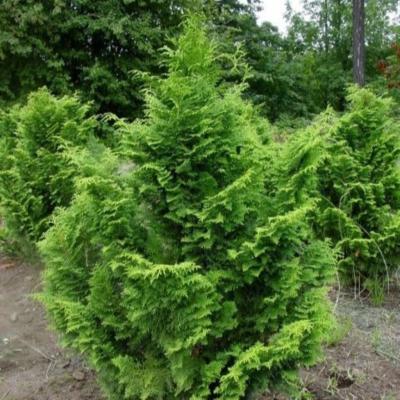 Chamaecyparis obtusa 'Wells Special' 3G