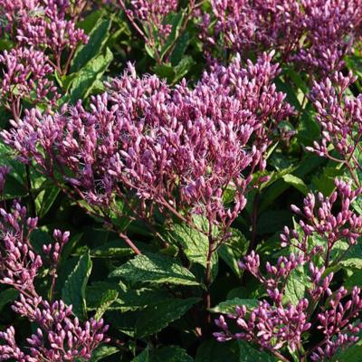 Eupatorium purpureum 'Euphoria Ruby' Dark Pink 1G