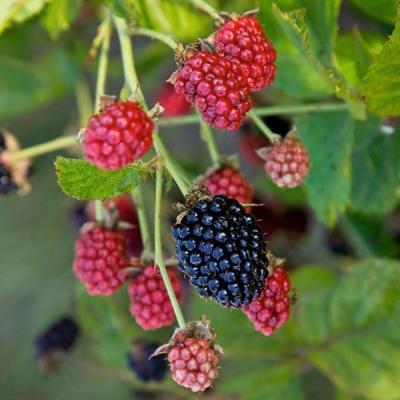 Rubus 'Baby Cakes' 2G B&B