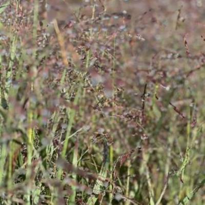 Panicum virgatum 'Purple Tears' 1G