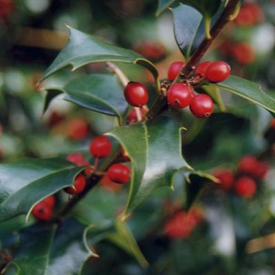 Ilex x aquipernyi 'Dragon Lady' 7G 3.5'-4'