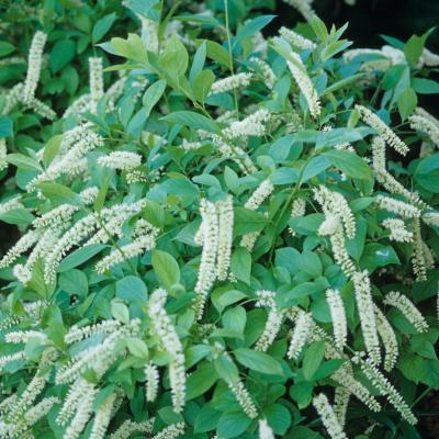 Itea virginica 'Little Henry' 1G