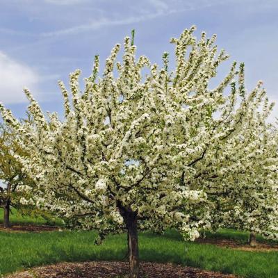 Malus 'Sugar Tyme' 15G