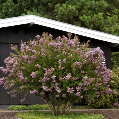 Lagerstroemia 'Muskogee' Purple CLUMP 15G