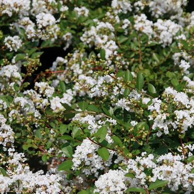 Lagerstroemia 'Acoma' White 7G