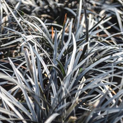 Ophiopogon 'Nigrescens' 1 QT