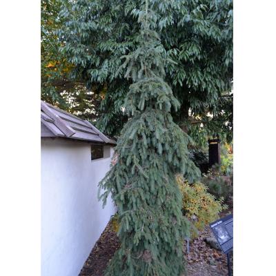Picea glauca 'Pendula' 6G
