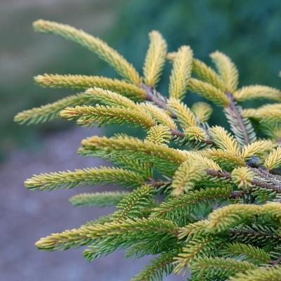 Picea orientalis 'Skylands' 1G