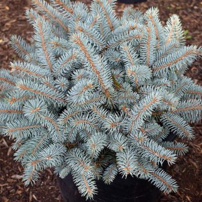 Picea pungens 'Globosa' 10G