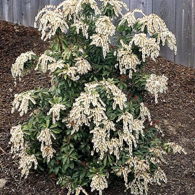 Pieris japonica 'Scarlet O'hara' White 3G