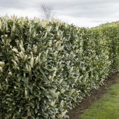 Prunus laurocerasus 'Schipkaensis' 10G