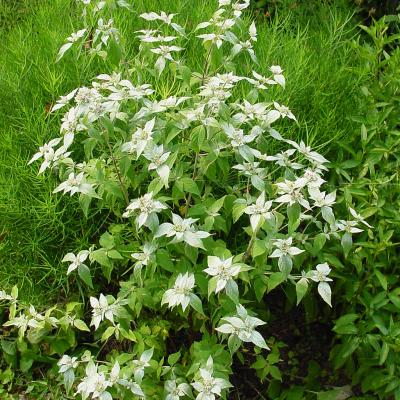 Pycnanthemum muticum 1 QT