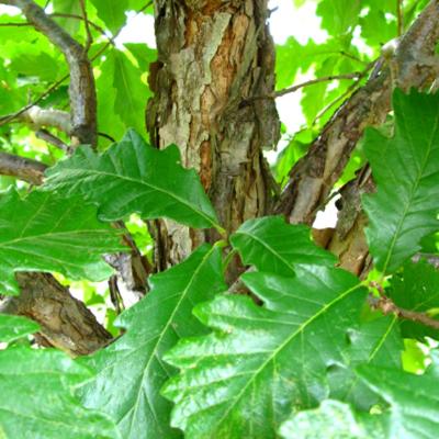Quercus bicolor 7G