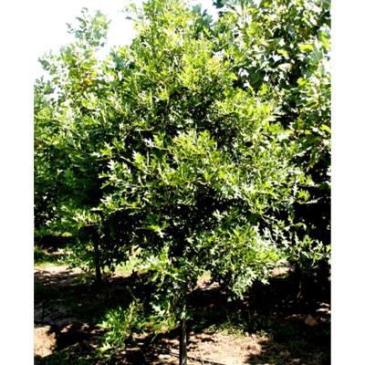 Quercus phellos 7G