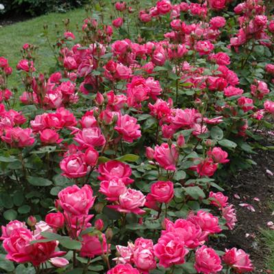 Rosa 'Knock Out Double Red' Red 3G