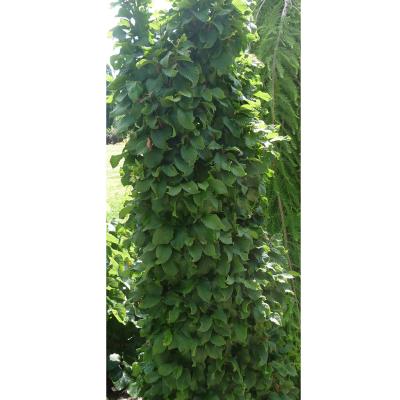 Carpinus betulus 'Columnaris Nana' 6G
