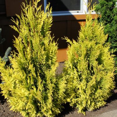 Thuja plicata 'Forever Goldy' 3G 18-21"