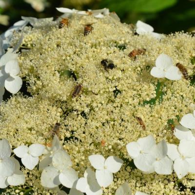 Hydrangea arborescens 'Haas Halo' Green/White 2G